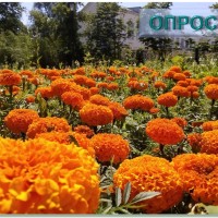  Какое у Вас любимое место для семейного отдыха в Промышленном районе?