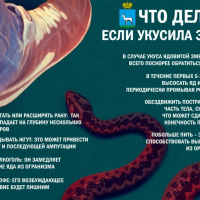 Осторожно, змеи! Как обезопасить себя на природе