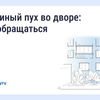 Что делать, если двор заполонил тополиный пух