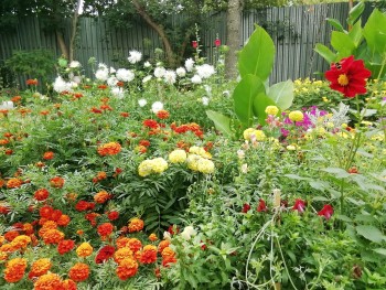  Великолепные цветники посадили и вырастили рядом с домом ул. Воронежская, 23б #3