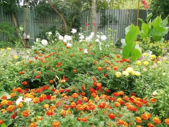  Великолепные цветники посадили и вырастили рядом с домом ул. Воронежская, 23б #1