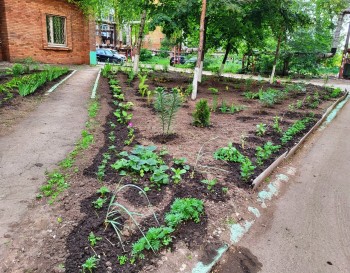 Городская акция «Цветущий май»: клуб цветоводов ТОС «Восход» превращает дворы в райские сады #6