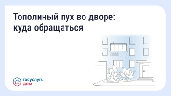 Что делать, если двор заполонил тополиный пух