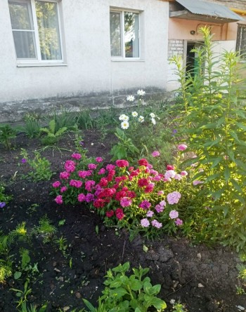 Городская акция «Цветущий май» в самом разгаре, и клуб цветоводов ТОС «Восход» уже творит настоящее волшебство! #3