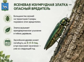  О кронировании и сносе деревьев в Самаре #4