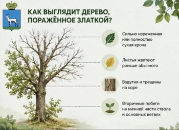  О кронировании и сносе деревьев в Самаре #5