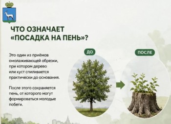  О кронировании и сносе деревьев в Самаре #3