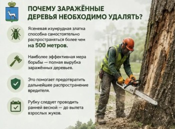  О кронировании и сносе деревьев в Самаре #6