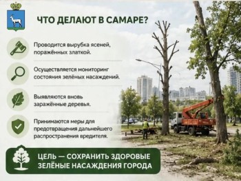  О кронировании и сносе деревьев в Самаре #7