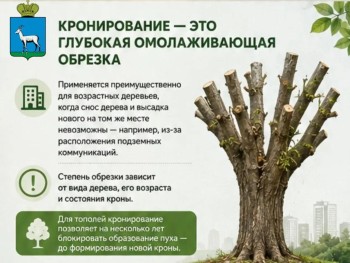  О кронировании и сносе деревьев в Самаре #2