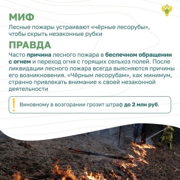 Лесные пожары, к сожалению, не редкость в нашем регионе. Но до сих пор бытуют различные мифы, связанные с ними #1